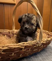Muffins sable puppy , a male Poodle - Toy  and Toy Australian Shepherd for sale in Amite, LA – 3 of 4