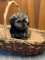 Cupcakes male Puppy, a male Poodle - Toy  and Toy Australian Shepherd for sale in Amite, LA – 4 of 10