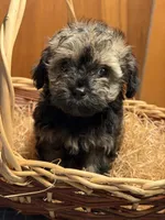 Cupcakes male Puppy, a male Poodle - Toy  and Toy Australian Shepherd for sale in Amite, LA – 10 of 10