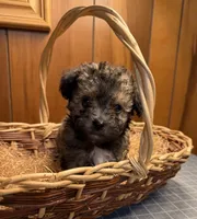 Muffins sable puppy , a male Poodle - Toy  and Toy Australian Shepherd for sale in Amite, LA – 2 of 4