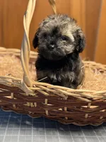 Cupcakes male Puppy, a male Poodle - Toy  and Toy Australian Shepherd for sale in Amite, LA – 8 of 10