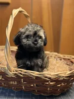 Cupcakes male Puppy, a male Poodle - Toy  and Toy Australian Shepherd for sale in Amite, LA – 2 of 10