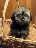 Cupcakes male Puppy, a male Poodle - Toy  and Toy Australian Shepherd for sale in Amite, LA – 9 of 10