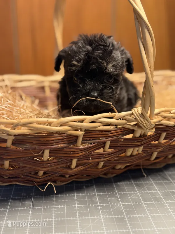 Muffins sable puppy  – Poodle - Toy , Toy Australian Shepherd puppy for sale in Amite, LA