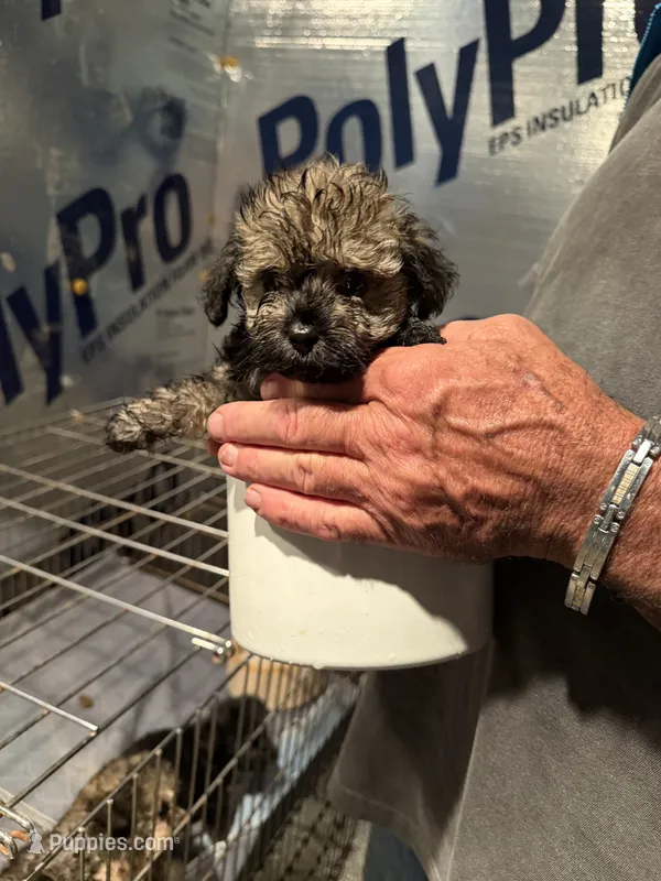 Cupcakes male Puppy – Poodle - Toy , Toy Australian Shepherd puppy for sale in Amite, LA