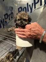 Cupcakes male Puppy, a male Poodle - Toy  and Toy Australian Shepherd for sale in Amite, LA – 1 of 10