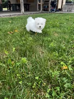 Rocky, a male Maltese for sale in Owego, NY – 4 of 10