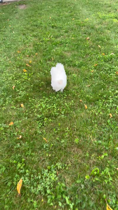 Rocky, a male Maltese for sale in Owego, NY – 10 of 10