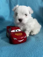 Rocky, a male Maltese for sale in Owego, NY – 4 of 10