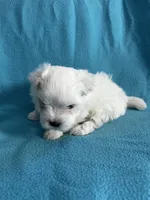 Rocky, a male Maltese for sale in Owego, NY – 8 of 10