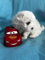 Rocky, a male Maltese for sale in Owego, NY – 2 of 10