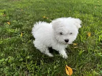 Rocky, a male Maltese for sale in Owego, NY – 3 of 10