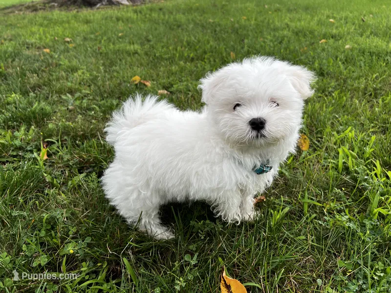 Rocky – Maltese puppy for sale in Owego, NY