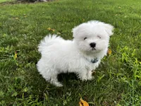Rocky, a male Maltese for sale in Owego, NY – 1 of 10