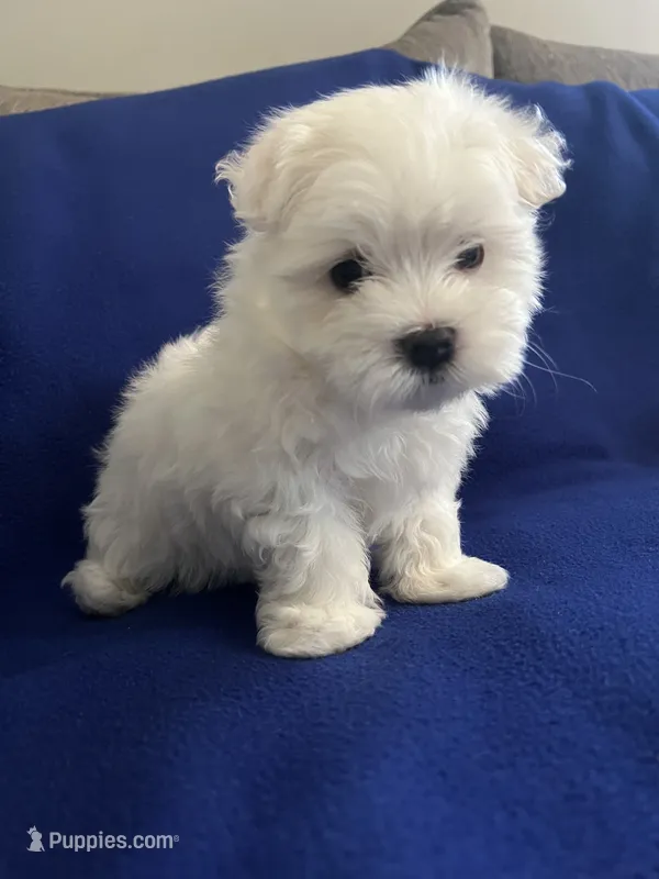 Rocky – Maltese puppy for sale in Owego, NY