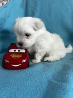 Rocky, a male Maltese for sale in Owego, NY – 3 of 10