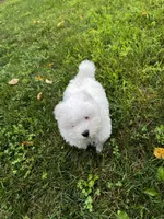 Rocky, a male Maltese for sale in Owego, NY – 5 of 10