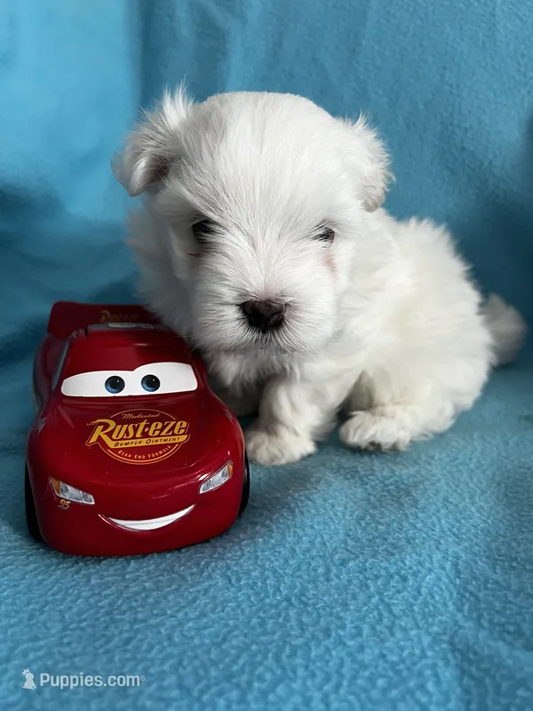 Rocky – Maltese puppy for sale in Owego, NY