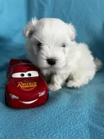 Rocky, a male Maltese for sale in Owego, NY – 1 of 10