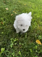 Rocky, a male Maltese for sale in Owego, NY – 2 of 10