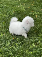 Rocky, a male Maltese for sale in Owego, NY – 6 of 10