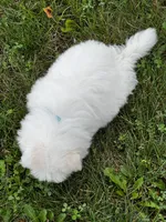 Rocky, a male Maltese for sale in Owego, NY – 9 of 10