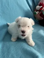 Rocky, a male Maltese for sale in Owego, NY – 10 of 10