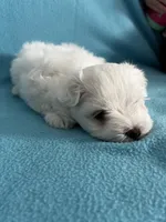 Rocky, a male Maltese for sale in Owego, NY – 5 of 10