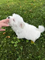 Rocky, a male Maltese for sale in Owego, NY – 8 of 10