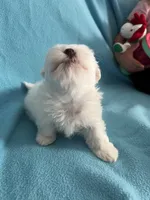Rocky, a male Maltese for sale in Owego, NY – 9 of 10