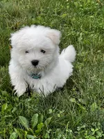 Rocky, a male Maltese for sale in Owego, NY – 7 of 10