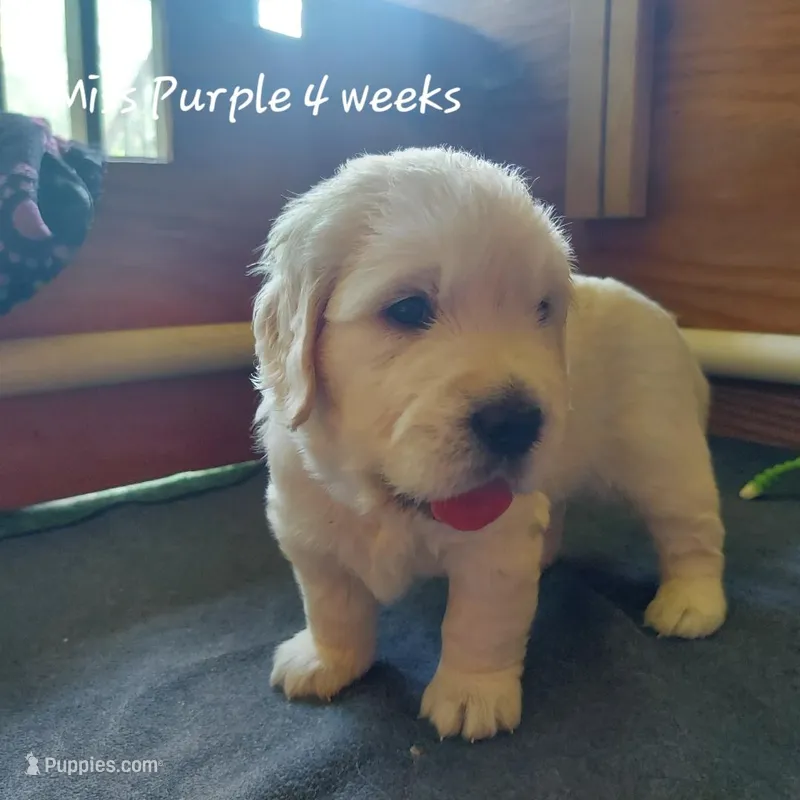 Miss Purple – English Cream Golden Retriever puppy for sale in Clanton, AL