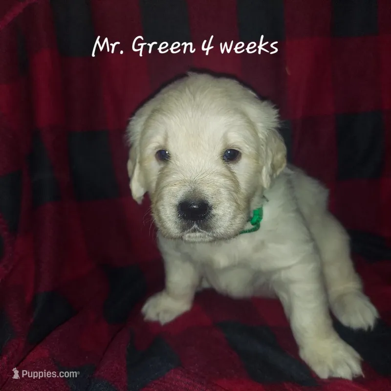 Mr. Green – English Cream Golden Retriever puppy for sale in Clanton, AL
