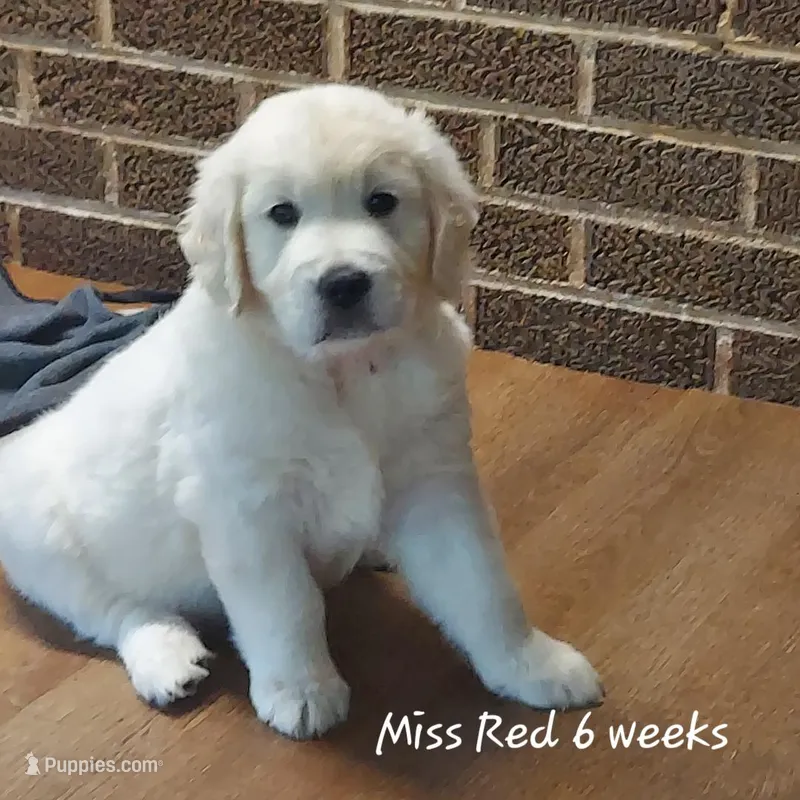 Miss Red – English Cream Golden Retriever puppy for sale in Clanton, AL