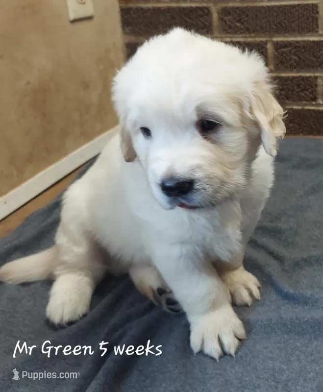 Mr. Green – English Cream Golden Retriever puppy for sale in Clanton, AL