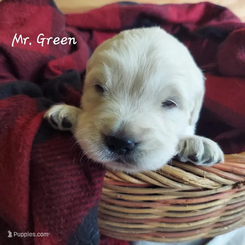 Mr. Green – English Cream Golden Retriever puppy for sale in Clanton, AL