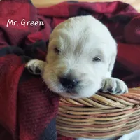 Mr. Green, a male English Cream Golden Retriever for sale in Clanton, AL – 1 of 1