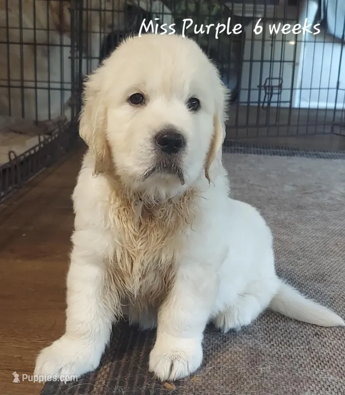 Miss Purple – English Cream Golden Retriever puppy for sale in Clanton, AL