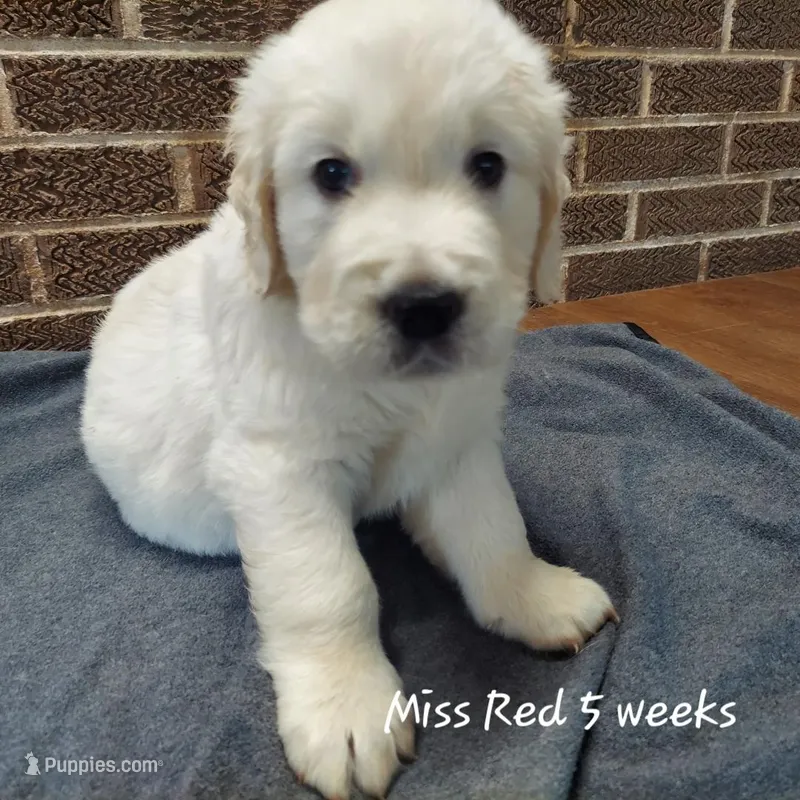 Miss Red – English Cream Golden Retriever puppy for sale in Clanton, AL