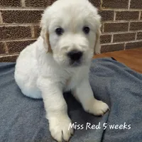 Miss Red HOLD, a female English Cream Golden Retriever for sale in Clanton, AL – 2 of 4