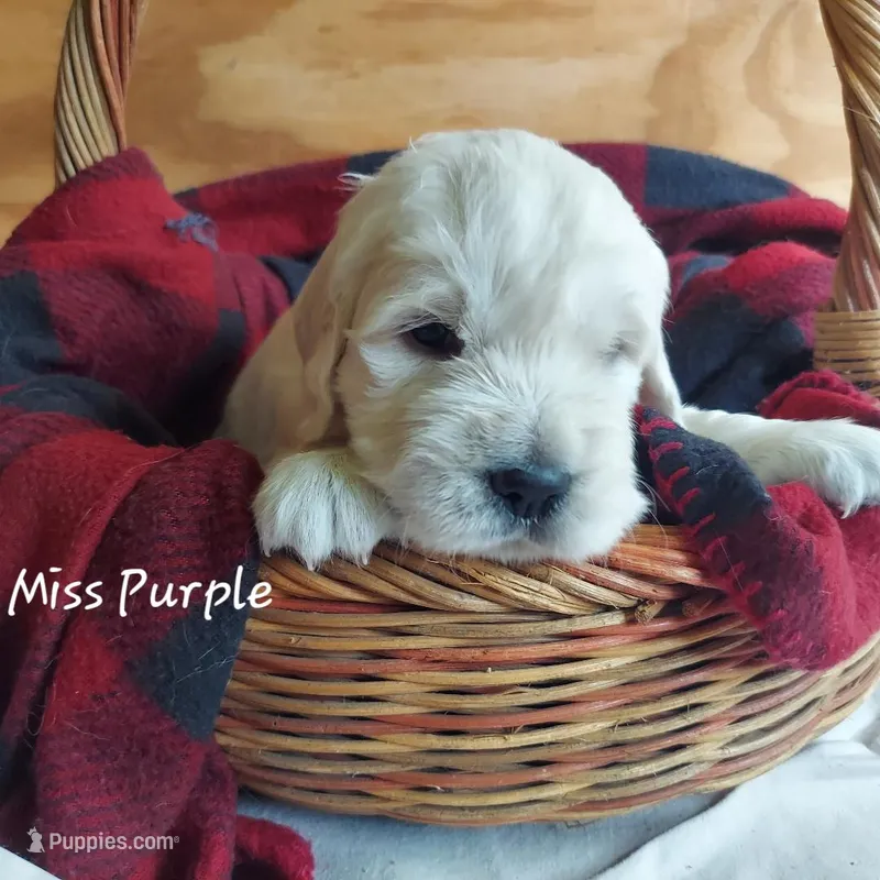 Miss Purple – English Cream Golden Retriever puppy for sale in Clanton, AL