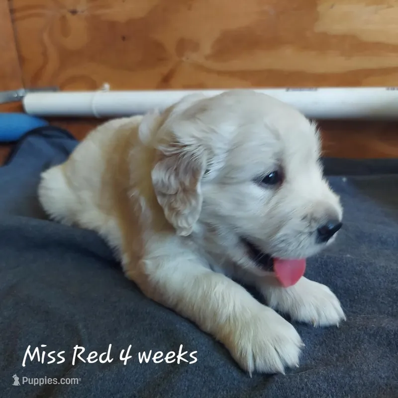 Miss Red – English Cream Golden Retriever puppy for sale in Clanton, AL