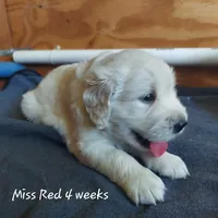 Miss Red, a female English Cream Golden Retriever for sale in Clanton, AL – 1 of 2