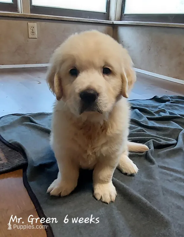 Mr. Green – English Cream Golden Retriever puppy for sale in Clanton, AL