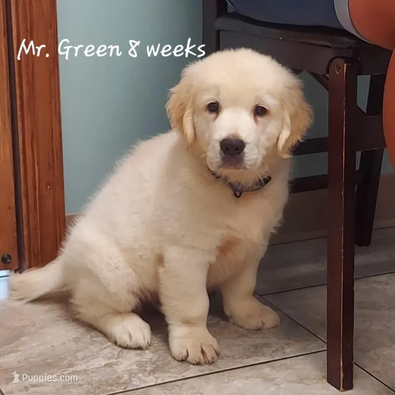 Mr. Green – English Cream Golden Retriever puppy for sale in Clanton, AL