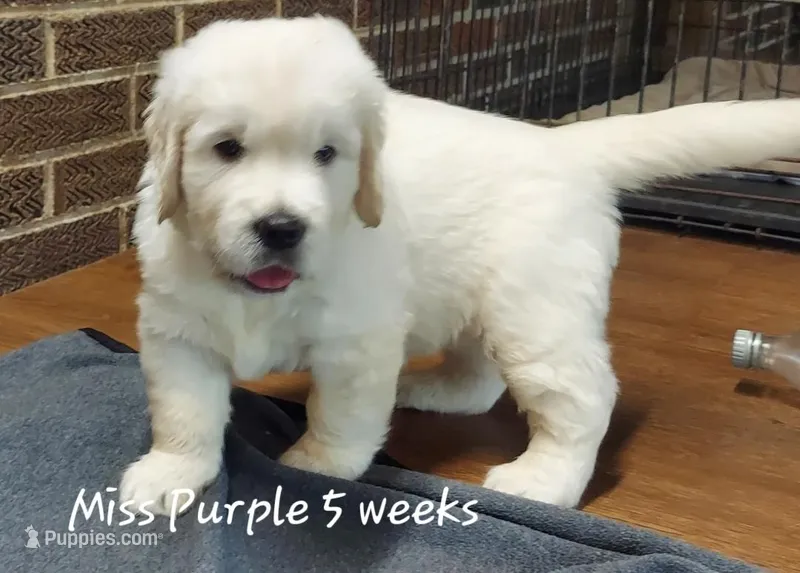Miss Purple – English Cream Golden Retriever puppy for sale in Clanton, AL