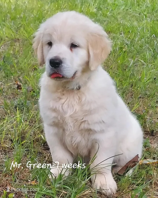 Mr. Green – English Cream Golden Retriever puppy for sale in Clanton, AL