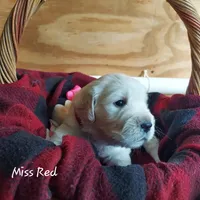 Miss Red, a female English Cream Golden Retriever for sale in Clanton, AL – 2 of 2