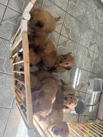 Baby Ninna Upgrade, a female Golden Retriever for sale in Yuma, AZ – 10 of 10