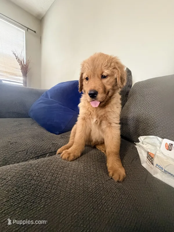 Baby Ninna – Golden Retriever puppy for sale in Yuma, AZ